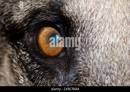 Cane, Canis lupus familiaris, occhio Foto Stock