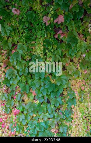 Fantasia e arte della natura nelle vigne e nelle foglie sempreverdi con sfumature di colori autunnali che coprono completamente un muro in una piccola città di N.S.W. Foto Stock