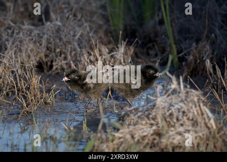 Due galline nativo dalla coda nera, che si schiudono in acqua profonda al ginocchio, godendosi il calore del sole mattutino in attesa di essere nutriti da un genitore. Foto Stock