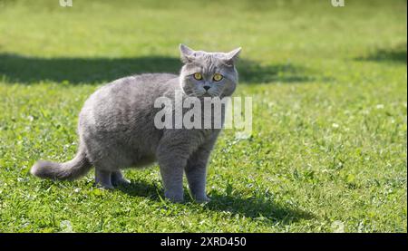 Il gatto grigio britannico cammina nella natura in una giornata di sole. Carino gatto grasso sorpreso su un prato verde. Divertente ritratto di animali domestici. Foto Stock