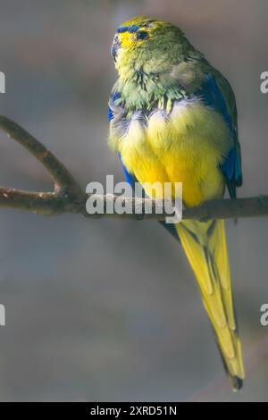 Pappagallo alato blu (Neophema crisostoma) Foto Stock