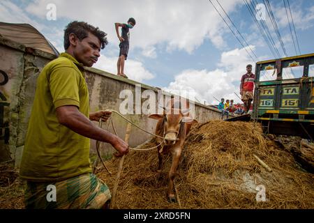 Il mercato della carne di Qurbani sta vendendo i buoi davanti all'Eid-al-Adha a Dhaka, in Bangladesh. L'Eid-al-Adha cade il 1 agosto 2020. Il COVID 19 ha messo un grave ammortizzatore sul mercato normalmente frenetico, e molti animali sono ora in commercio online per rendere più facile la distanza sociale. Foto Stock