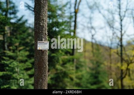 Un albero in una foresta con un cartello di Ribeauville, che indirizza gli escursionisti lungo il sentiero attraverso il lussureggiante bosco verde, sottolineando l'esplorazione all'aria aperta e la natura Foto Stock