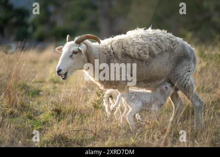 agnello che beve latte da una pecora in un campo in luce dorata in primavera Foto Stock