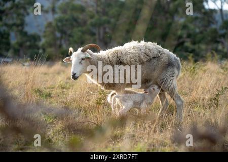 agnello che beve latte da una pecora in un campo in luce dorata in primavera Foto Stock