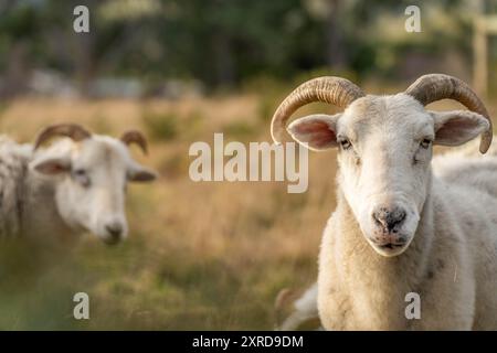 agnello che beve latte da una pecora in un campo in luce dorata in primavera Foto Stock
