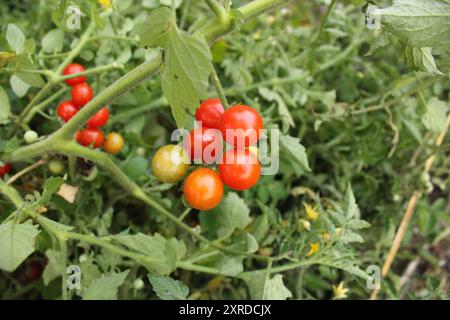 Pomodori cimellati sulla vite Foto Stock