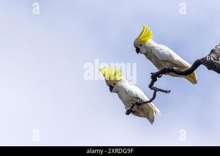 Un grande pappagallo bianco con una caratteristica cresta giallo zolfo, un becco grigio scuro e nero e un lavaggio giallo sul lato inferiore delle ali conosciuto come Sulp Foto Stock