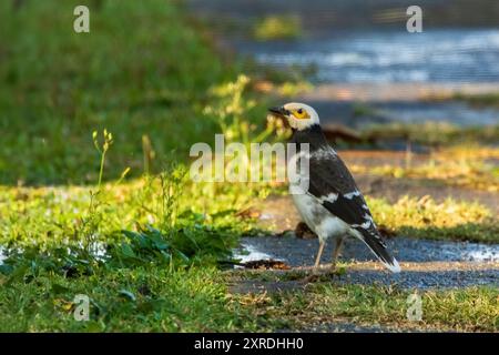 Lo Starling con colletto nero (Gracupica nigricollis) è un uccello di medie dimensioni con un sorprendente piumaggio bianco e nero, un caratteristico collare nero intorno ad esso Foto Stock