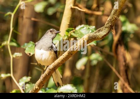 La femmina Oriental Magpie-robin (Copsychus saularis) ha parti superiori marrone-grigio e parti inferiori bianche, con un piumaggio meno lucido rispetto al maschio Foto Stock