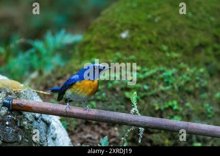 Il maschio Blue-throated Blue Flycatcher (Cyornis rubeculoides) è un piccolo uccello dai colori vivaci con parti superiori blu e una gola blu vivace, Foto Stock