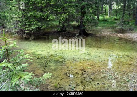 laghetto tra abeti in una foresta trentina Foto Stock