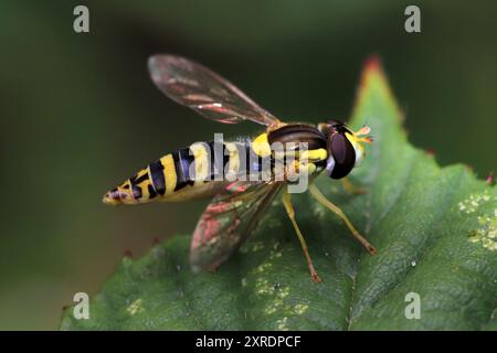 Lunga Hoverfly - Sphaerophoria scripta - femmina Foto Stock