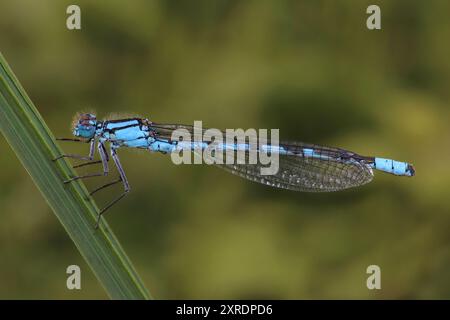 Maschio blu comune Damselfly Enallagma cyathigerum Foto Stock