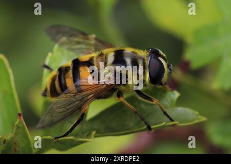 Batman Hoverfly Myathropa florea Foto Stock