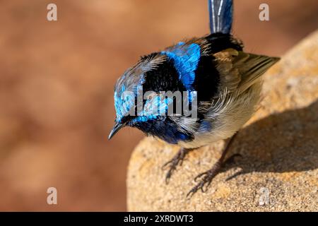 Un maschio superbo wren (Malurus cyaneus) che muta nel suo piumaggio riproduttore (maschio intermedio) a metà agosto; Cranbourne, Victoria Foto Stock