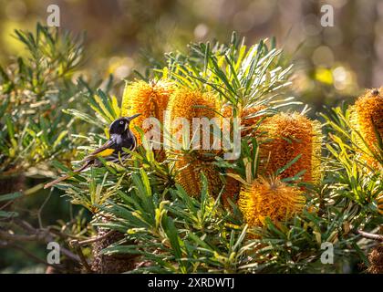 New Holland Honeyeater (Phylidonyris novaehollandiae) arroccato in un cespuglio di Banksia spinulosa in fiore, o tornante di Banksia. Foto Stock