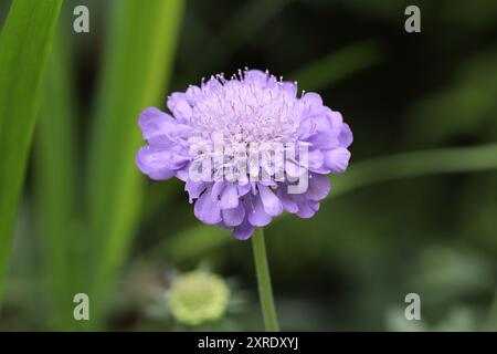 Primo piano di una splendida columbaria Scabiosa su uno sfondo sfocato, vista laterale, spazio copia Foto Stock