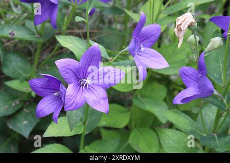 Primo piano di splendidi fiori di palloncino blu viola in un letto perenne Foto Stock