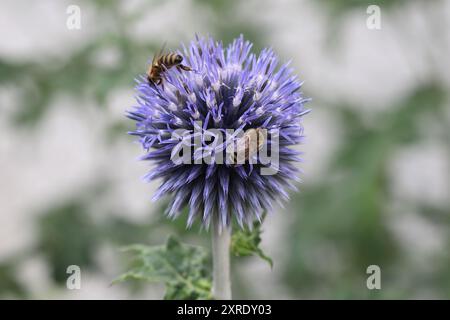 Primo piano di una singola testa di fiore di un Echinops bannaticus perenne che attualmente funge da fonte di nettare per due api, sfondo sfocato Foto Stock
