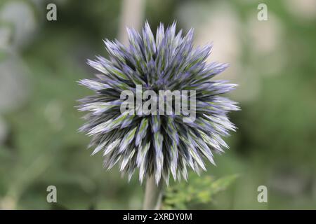 Primo piano di una singola testa di fiore di un Echinops bannaticus perenne con la sua infiorescenza ancora chiusa, sfondo sfocato Foto Stock