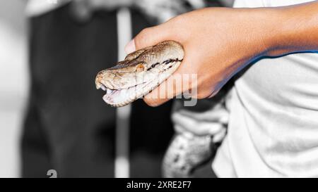 Ritratto di pitone gigante catturato con la mano un grande serpente costrittore e un forte predatore. Foto Stock