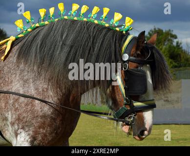 Bay e Roan Shire Horse Stallion da vicino Foto Stock