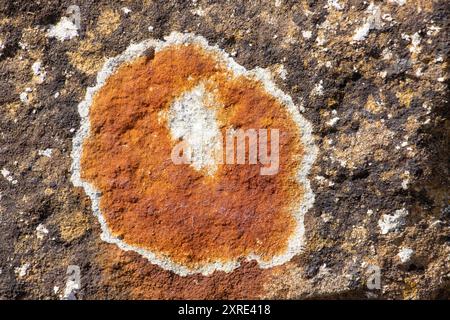 Una famiglia comune di licheni, i Caloplaca si trovano spesso su rocce vicino al mare. La Caloplaca ferruginea sviluppa un colore arrugginito arancione Foto Stock