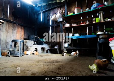 Maiali di Guinea nella cucina di campagna delle ande peruviane Foto Stock