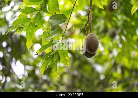 Due susine (Spondias mombin) appese al ramo dell'albero. È noto anche come mombin giallo, prugna spagnola, Ambazhanga, AmateKaayi, Ambadde, Cajazeira Foto Stock