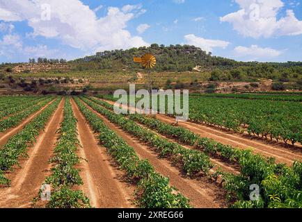 Vigneto. Vallbona de les Monges, provincia di Lerida, Catalogna, Spagna. Foto Stock