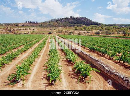 Vigneto. Vallbona de les Monges, provincia di Lerida, Catalogna, Spagna. Foto Stock