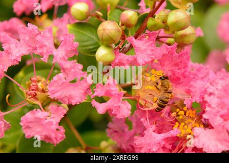 Api mellifere che raccolgono polline su Queen's Crape Myrtle Lagerstroemia speciosa (L.) Pers in fiore rosa. Foto Stock