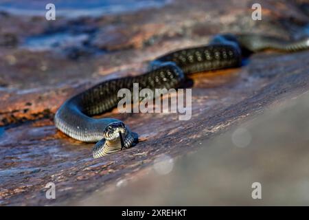 Serpente d'erba sulla roccia costiera Foto Stock