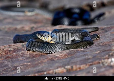 Serpente d'erba che si crogiola sulle rocce della costa Foto Stock