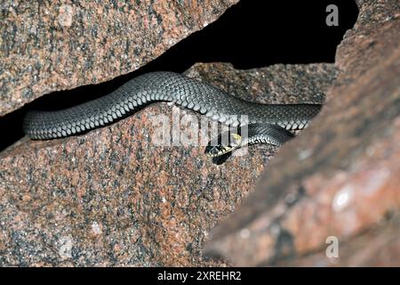 Serpente d'erba che si crogiola nella roccia Foto Stock