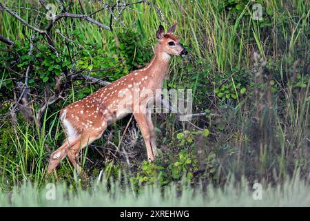 Giovane e bella. I cervi dalla coda bianca si avvistano nella foresta. Foto Stock