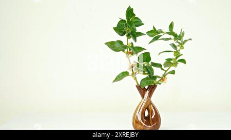 Varietà thailandese ibrida Ashwagandha vivo, ginseng indiano, ciliegia invernale, arbusto medicinale Withania somnifera indiano sulla pianta di Ashwagandha. Foto Stock