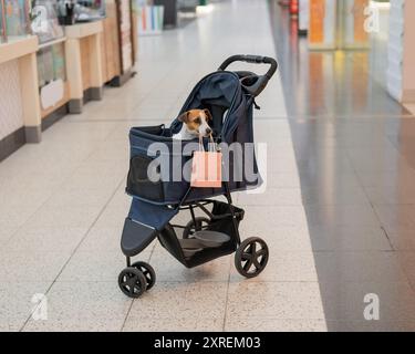 Un cane Jack Russell Terrier in un passeggino fa acquisti in un centro commerciale. Foto Stock