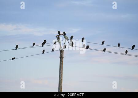 Uccelli arroccati sulle linee elettriche a Sulina, Romania Foto Stock