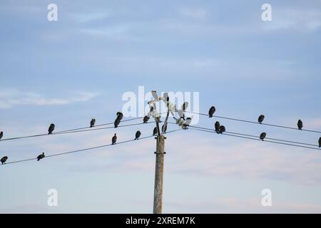 Uccelli arroccati sulle linee elettriche a Sulina, Romania Foto Stock