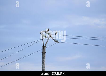 Due uccelli appollaiati sulle linee elettriche a Sulina, Romania Foto Stock