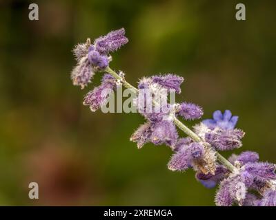 Primo piano di fiori di salvia russi in fiore Foto Stock