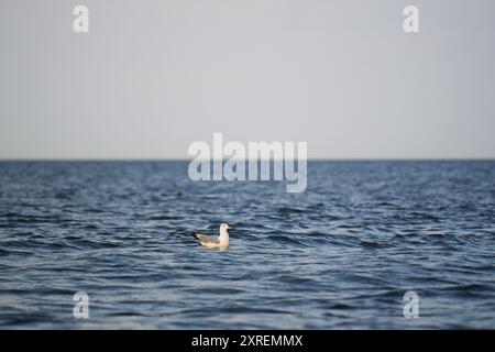 Gabbiano solitario che galleggia sul Mar Nero, Romania Foto Stock