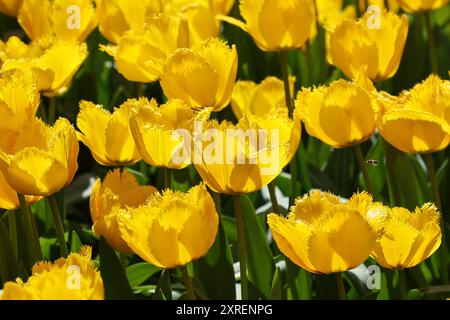 Gruppo da vicino di splendidi e vibranti tulipani rossi gialli nel campo olandese olandese nei giorni di sole nel parco. Foto Stock