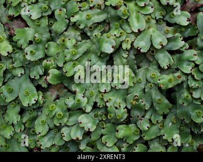 Foglie verdi di Marchantia polymorpha, Umbrella Liverwort, Liverwort comune Foto Stock