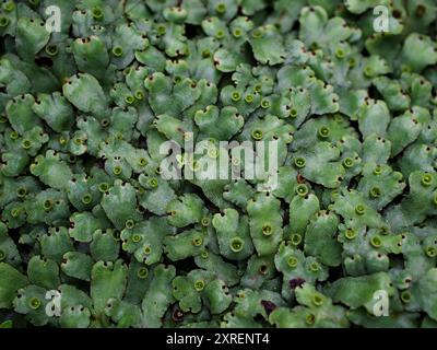 Foglie verdi di Marchantia polymorpha, Umbrella Liverwort, Liverwort comune Foto Stock