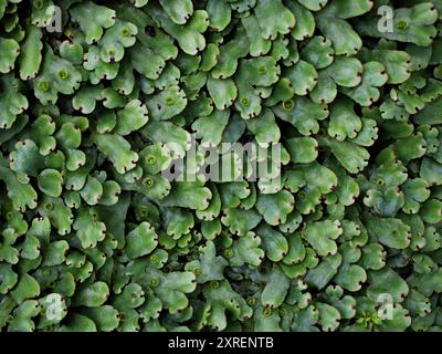 Foglie verdi di Marchantia polymorpha, Umbrella Liverwort, Liverwort comune Foto Stock