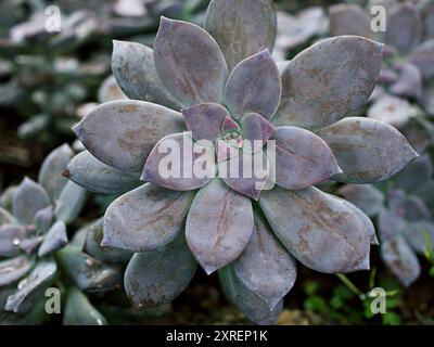 Primo piano piante succulente Graptopetalum paraguayense madre della pianta perlata o pianta fantasma viola, delizia, pentandrum superbum, foschia viola, murasaki, Foto Stock