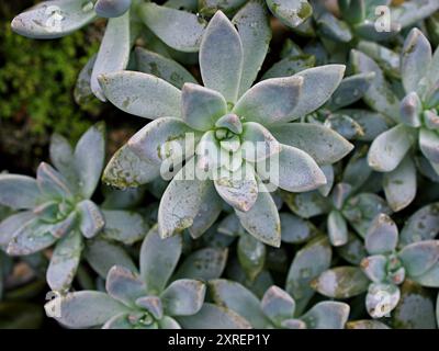 Primo piano piante succulente Graptopetalum paraguayense madre della pianta perlata o pianta fantasma viola, delizia, pentandrum superbum, foschia viola, murasaki, Foto Stock